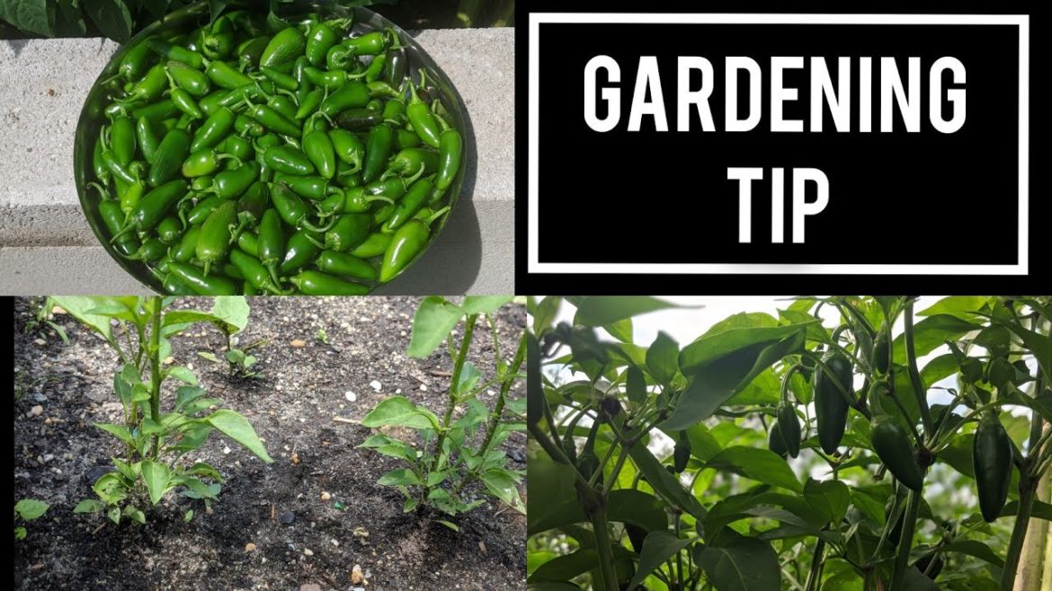 Garden tips ...one of the mornings in the garden| How to improve Peppers plant production