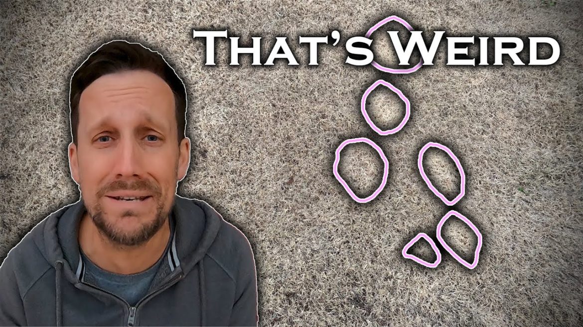 There's a disease in my dormant lawn! It’s not what you think.