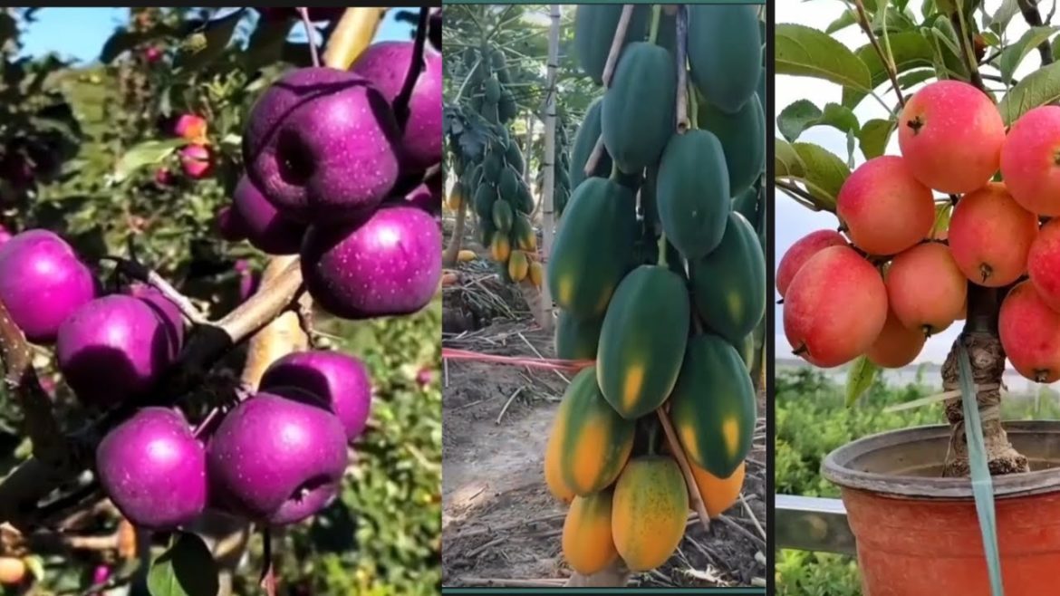 World's Most Expensive grapes | Apple | Papaya - Japanese banana can eat peel Agriculture Technology
