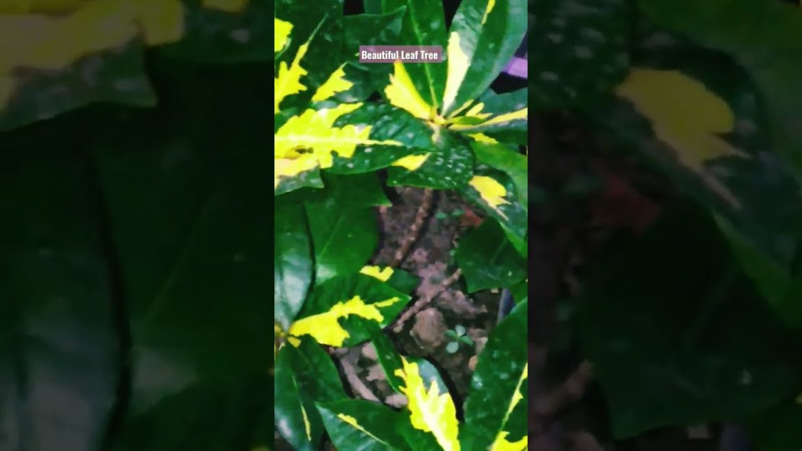 Beautiful Leaf Tree. Rooftop Garden Design and Decoration Ideas. #shorts