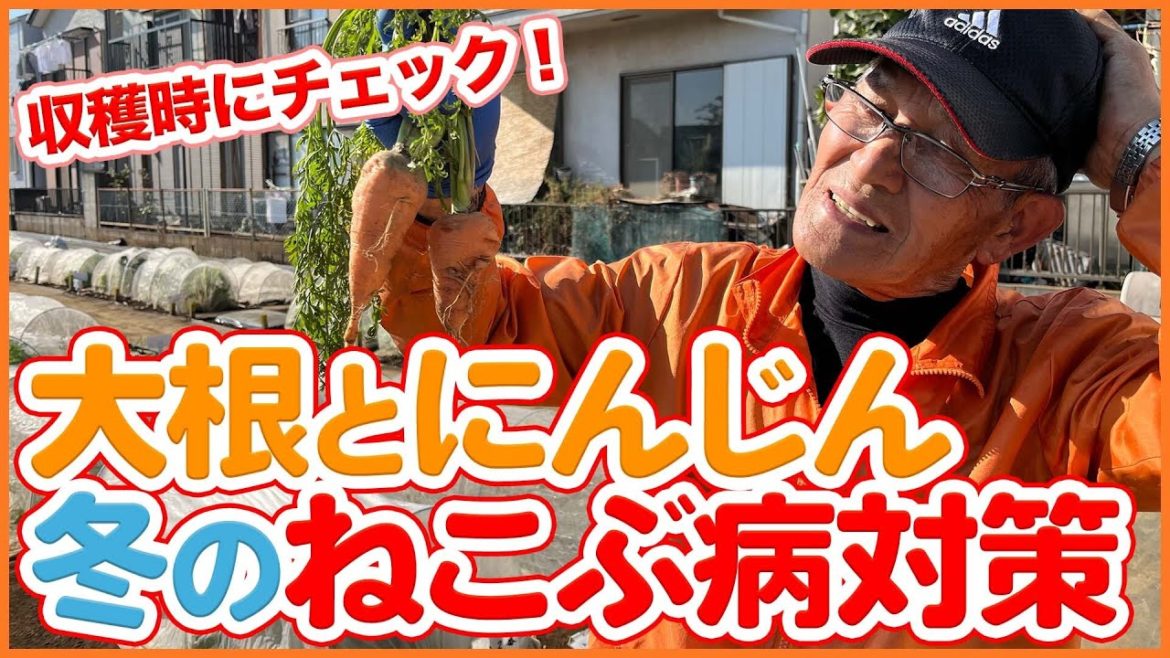 家庭菜園や農園の大根栽培やニンジン栽培で冬のねこぶ病対策!根菜類は収穫時にチェックしてねこぶ病対策!【農園ライフ】/Tips for growing root vegetables in winter 家庭菜園や農園の大根栽培やニンジン栽培で冬のねこぶ病対策!根菜類は収穫時にチェックしてねこぶ病対策!【農園ライフ】/Tips for growing root vegetables in winter