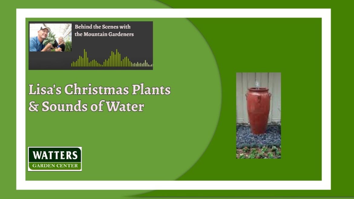 Behind the Scenes with the Mountain Gardeners – Lisa’s Christmas Plants and Sounds of Water Behind the Scenes with the Mountain Gardeners – Lisa’s Christmas Plants and Sounds of Water