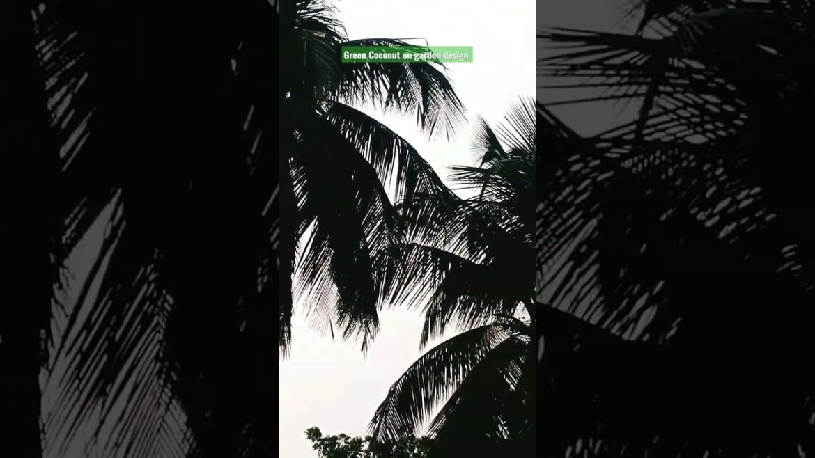 Green Coconut on the garden design and ideas for all. #shorts #subscribe #share. Green Coconut on the garden design and ideas for all. #shorts #subscribe #share.