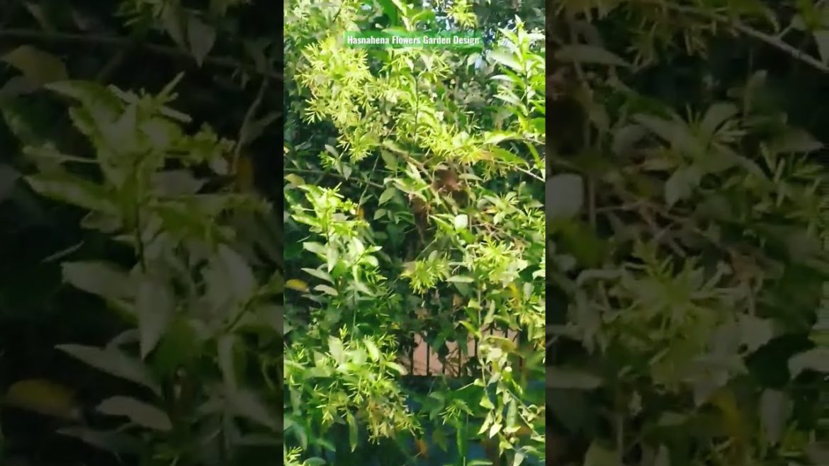 Jasmine Flowers Garden Design and Ideas. #shorts #subscribe #share #short