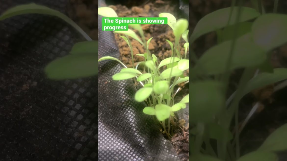 Spinach Seedlings‼️ #shorts #gardening #trending #spinach Spinach Seedlings‼️ #shorts #gardening #trending #spinach