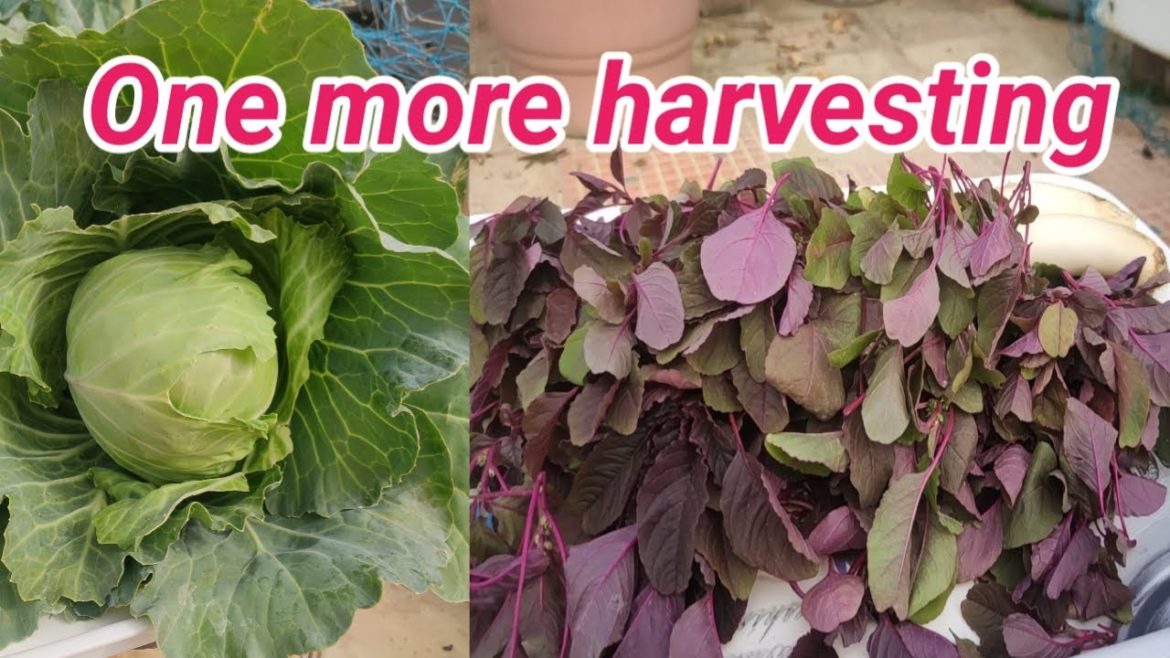 Harvesting of organic vegetables from my kitchen garden/grow vegetables at home in containers