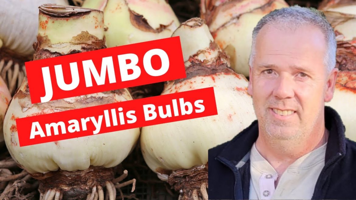 Growing Jumbo Amaryllis 2023 #yearoftheamaryllis Growing Jumbo Amaryllis 2023 #yearoftheamaryllis