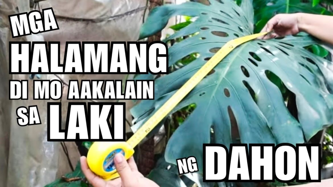 HOUSEPLANTS WITH GIANT LEAVES | TOUR ON MY GARDEN PLANT COLLECTIONS