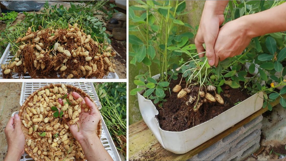 Great idea - Tips for growing peanuts on the balcony from seeds