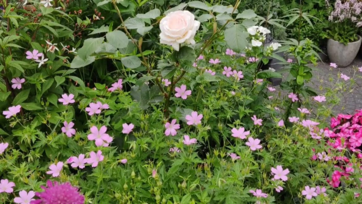 Memory fade out @Orientalbackyardgarden , garden, gardening. Memory fade out @Orientalbackyardgarden , garden, gardening.