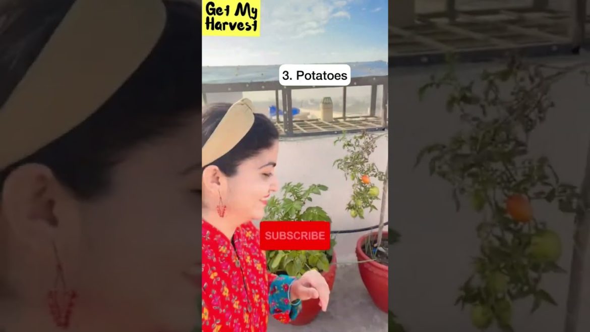 10 Vegetables to grow in December in pots | दिसंबर के महिन में गमलों में ये सब्ज़ियां लगाये #Shorts