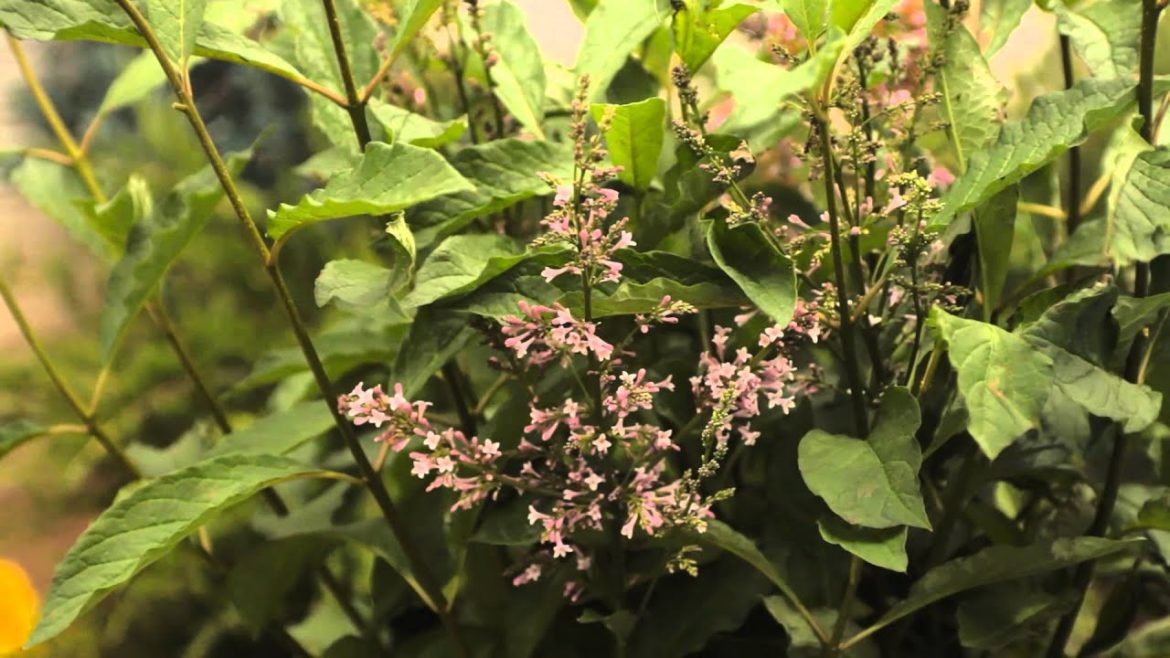 Landscaping With Lilacs : Garden Savvy