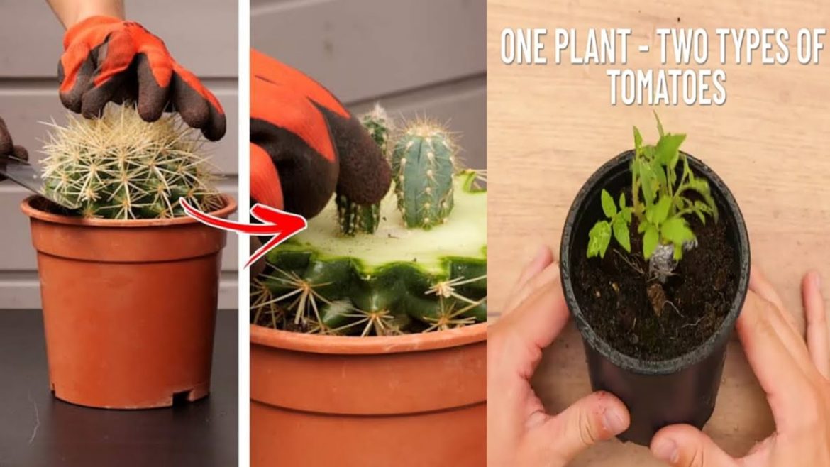 Cactus grafting method and others gardening ideas Cactus grafting method and others gardening ideas