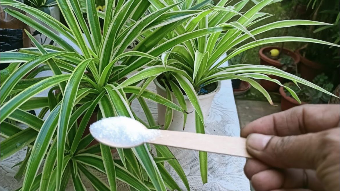Indoor Plants -Winter Care & Best Fertilizer in winters