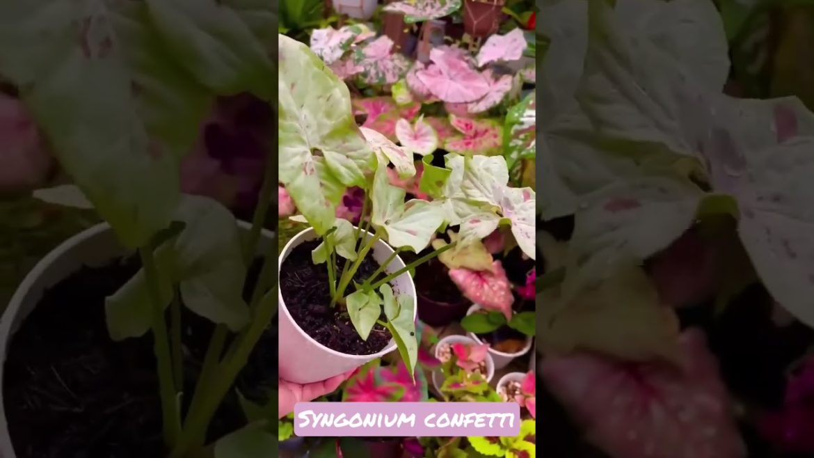 Syngonium confetti #video # like #shorts #follow #syngoniumconfetti#plants #Instagram #garden Syngonium confetti #video # like #shorts #follow #syngoniumconfetti#plants #Instagram #garden