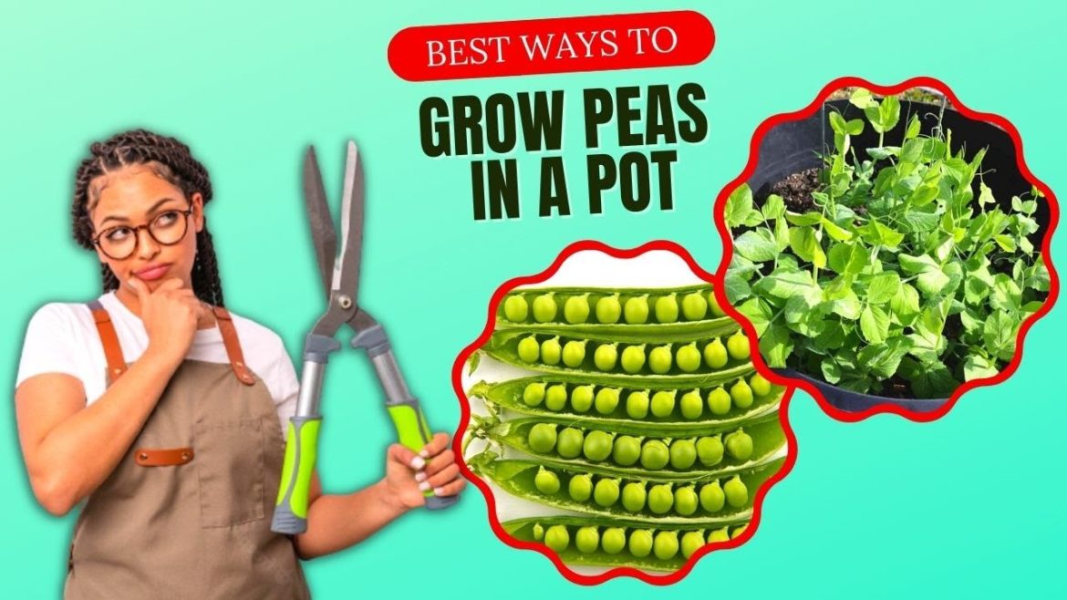 How To Grow Peas In A Pot?? Amazing Tips How To Grow Peas In A Pot?? Amazing Tips
