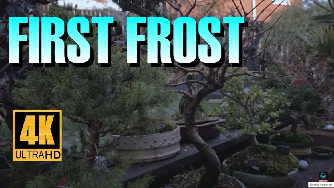 The First Frost in The Bonsai Garden