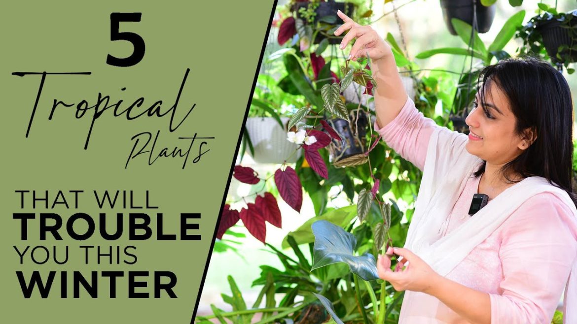 5 Plants that will trouble you this winter | Caring for Tropical Plants in Winter