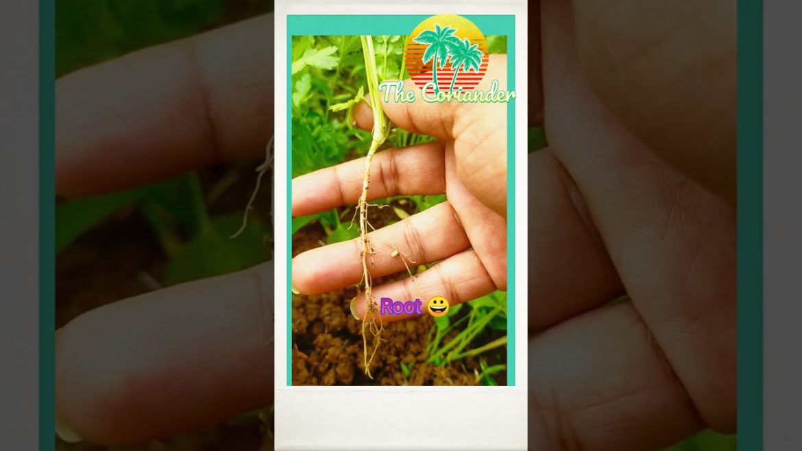 #Shorts#Gardening Tips & Techniques at Home#Garden Ideas Care & Grow Coriander in Small Space