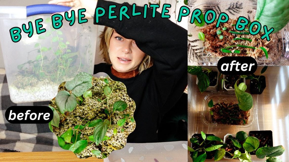 prop box overhaul | potting + transforming my propagation bin 💙🌿
