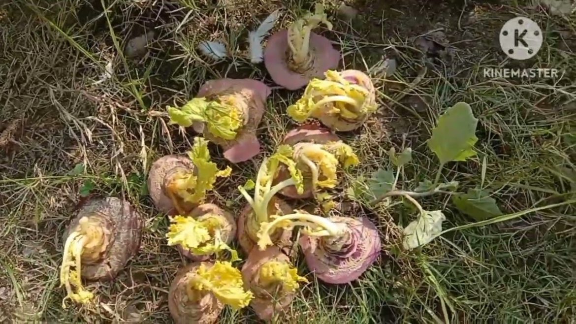 Kitchen gardening tips and ideas,and a little winter shopping 🛒🛍️😀.