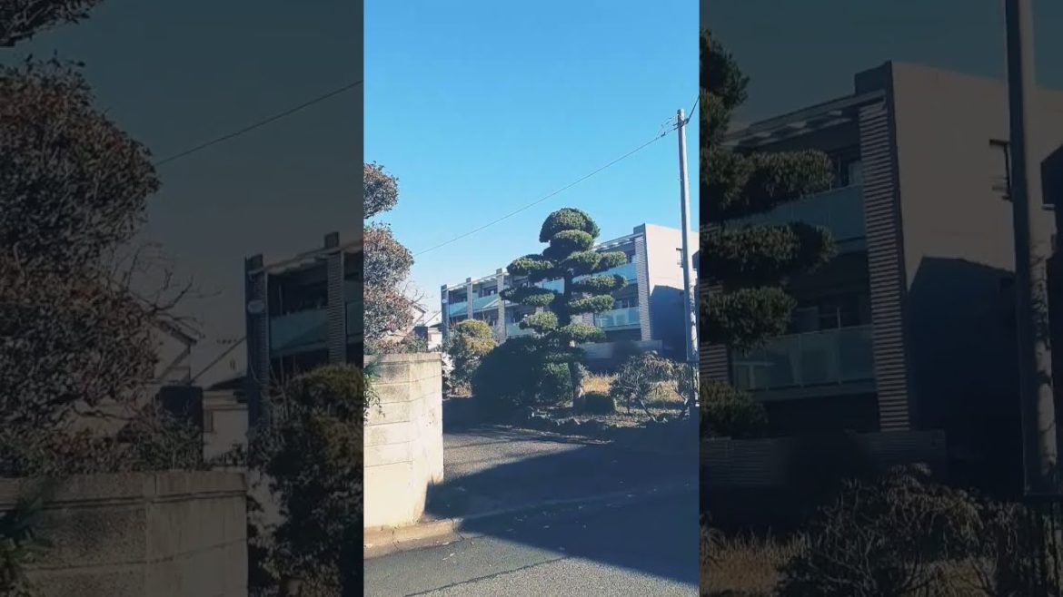 Japanese garden Japanese garden