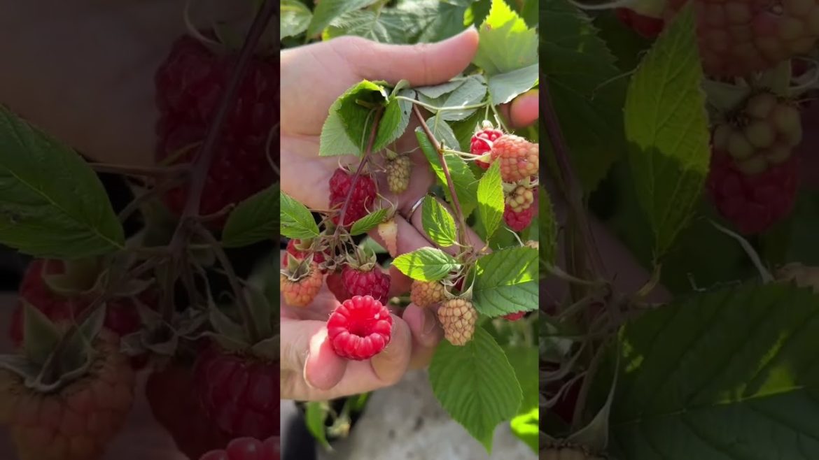 Raspberry Harvesting 🍓😱 #shorts #fruit #satisfying #fruitcutting #food #oddlysatisfying