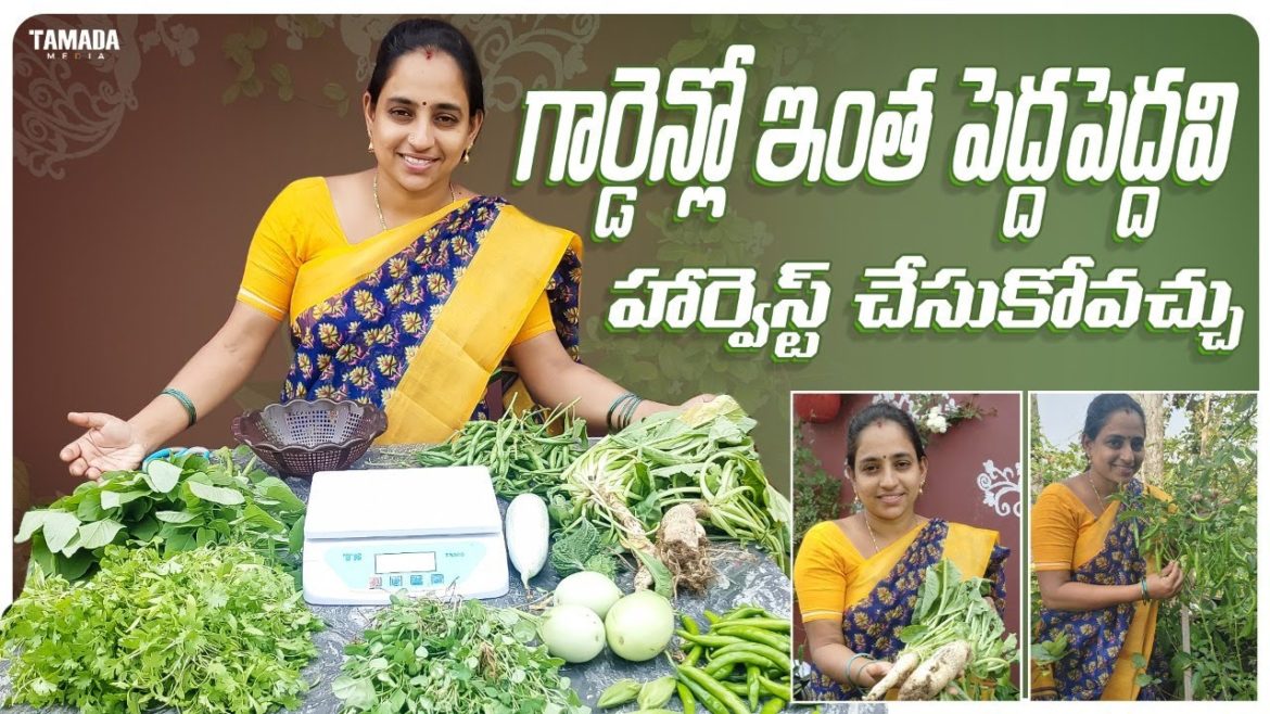 Big Harvest Ever || TELUGU GARDEN VLOG