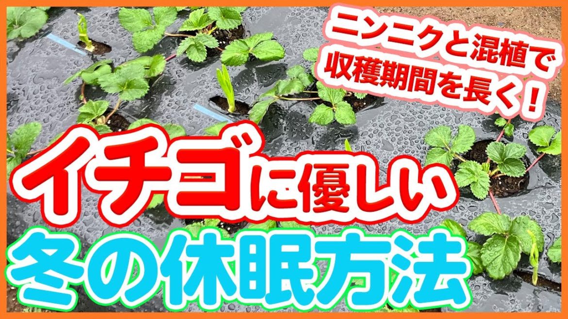 家庭菜園や農園のイチゴ栽培はニンニク混植で収穫期間を長く！負担をかけずに優しく休眠させるイチゴの育て方を徹底解説！【農園ライフ】/How to Gently Dormant Strawberries.