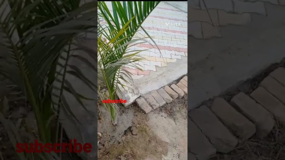 Home Garden of palm plants #garden