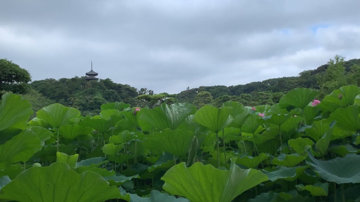 Go to see the lotus in the Japanese garden