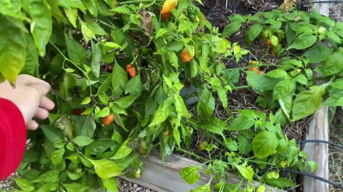 Winter Garden and Fruit Tree Tour 2022