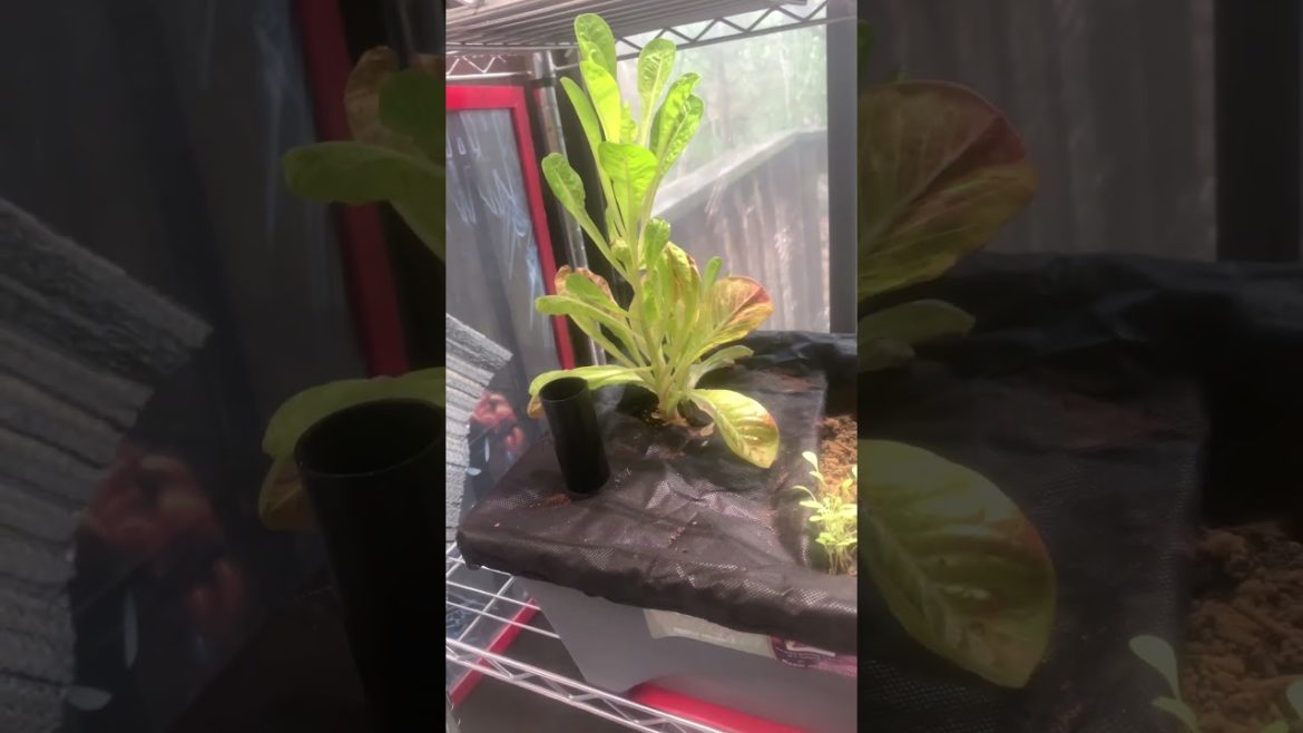 Reaching High‼️ #shorts #gardening #trending  #romaine