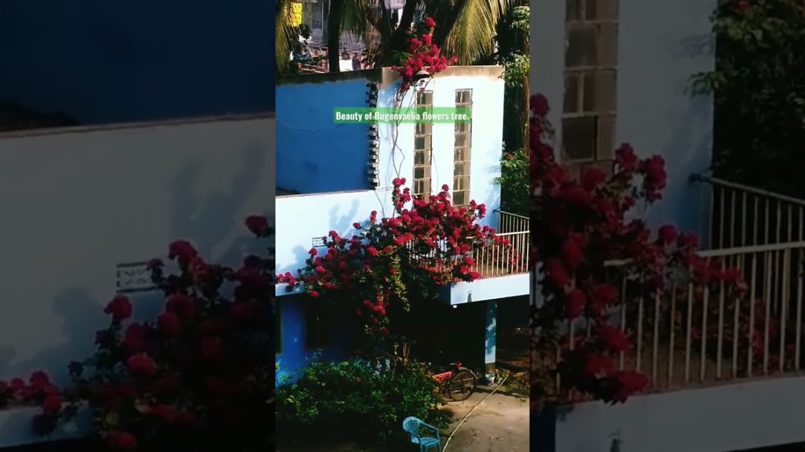 Beauty of Bugenvaelia flowers tree on Front Garden Design. #shorts #short #share