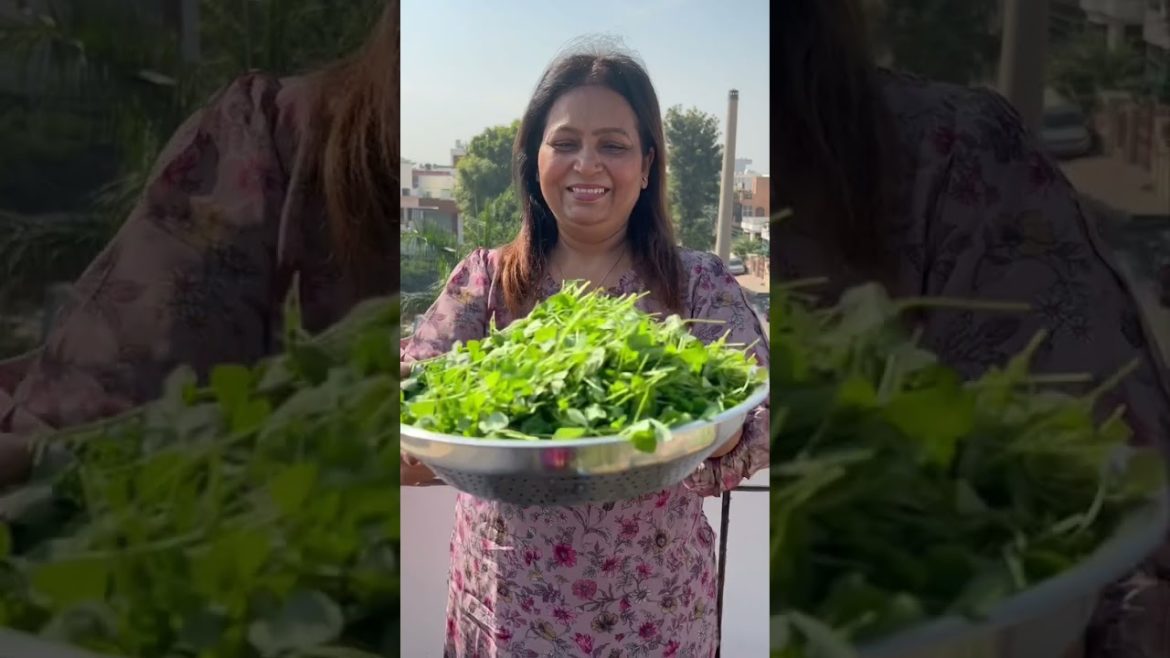 फिर से उग रही है यह | Methi is growing again after first harvest