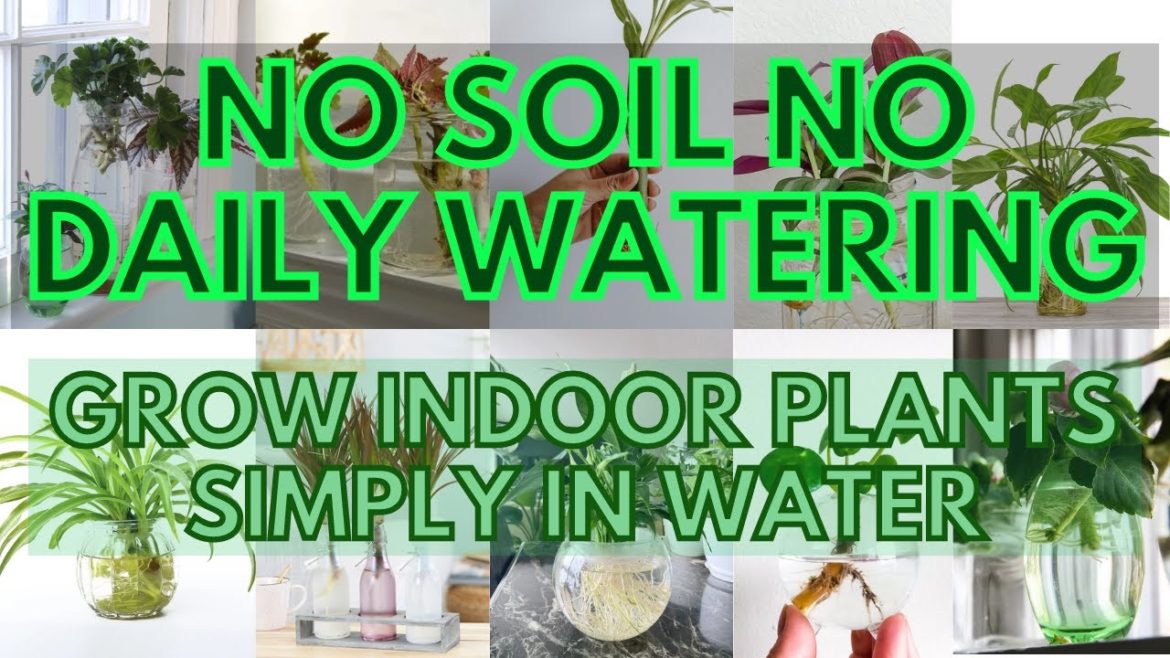 No soil needed: stunning Indoor plants, that are easy to grow in water No soil needed: stunning Indoor plants, that are easy to grow in water