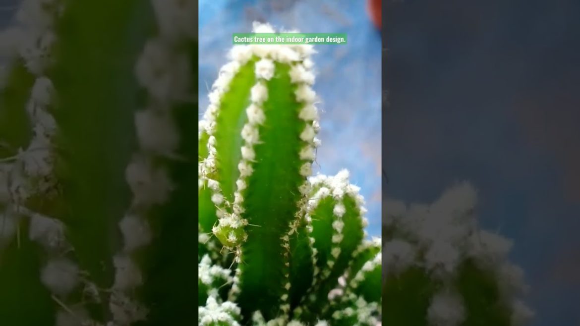 Cactus tree on the indoor garden design for all. #shorts #share #subscribe.