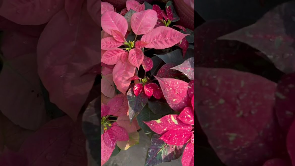 Poinsettia caring tips video link in description