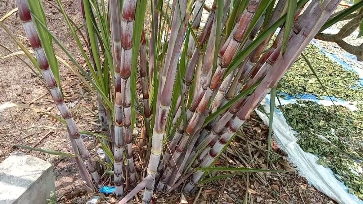 Sugarcane, #sugar cane,Сахарный тростник,サトウキビ, 甘蔗,قصب السكر,Tebu,Cana-de-açúcar,Canne à sucre Sugarcane, #sugar cane,Сахарный тростник,サトウキビ, 甘蔗,قصب السكر,Tebu,Cana-de-açúcar,Canne à sucre