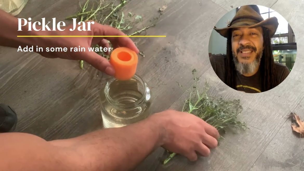 Broccoli Propagation Experiment #gardening #DIY