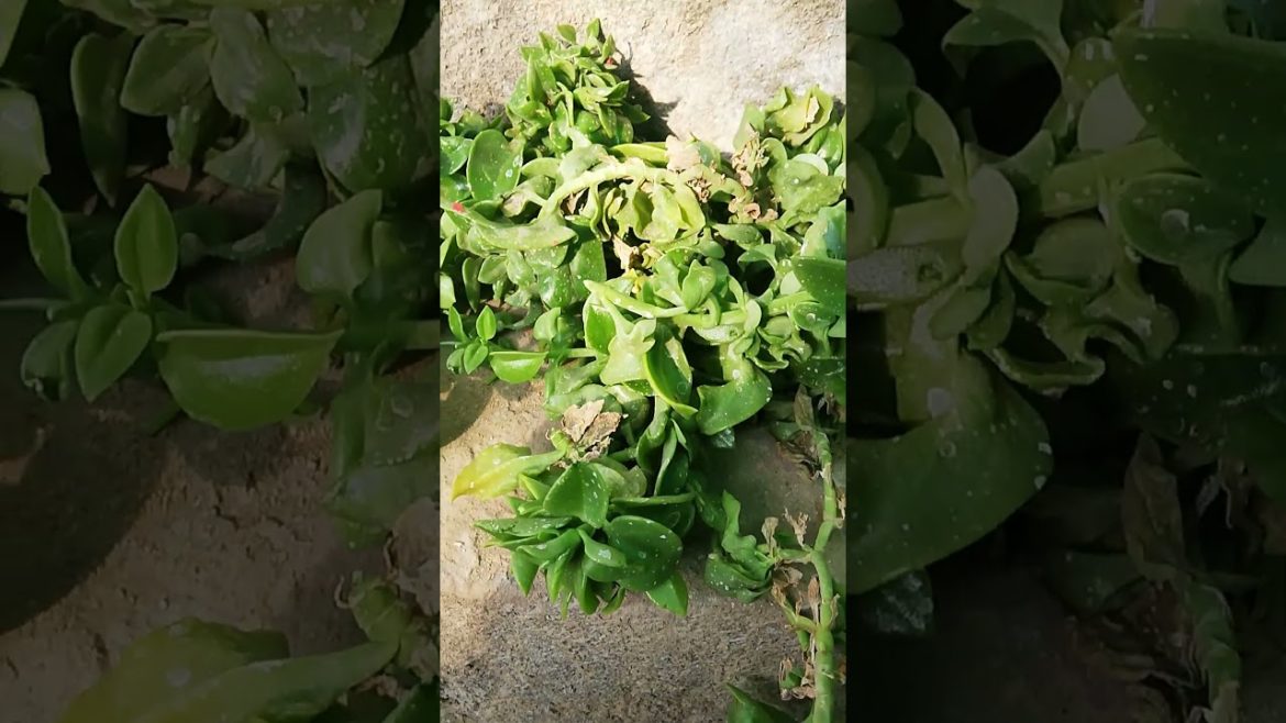 My Small Beautiful Home Garden Raining In My Backyard #shorts #garden