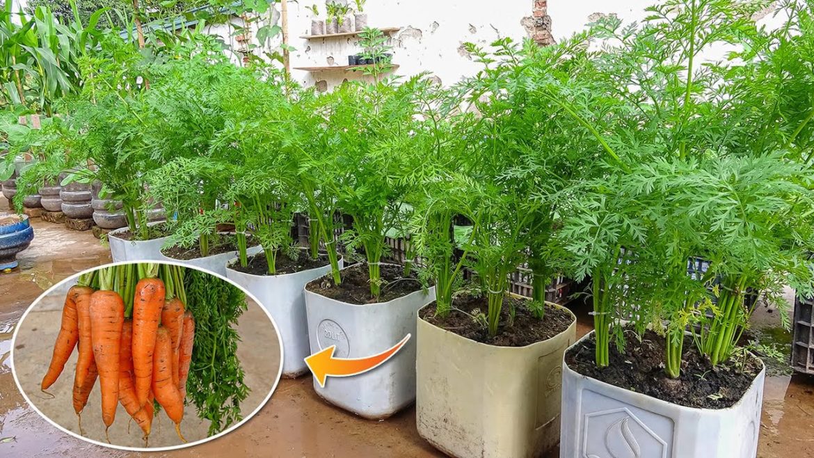 Awesome Carrots Cultivation Technology | Grow Carrots Easily and with high yield