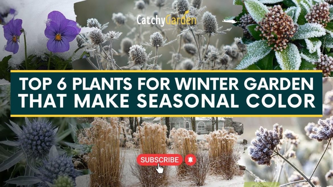 Top 6 Plants for Winter Garden that Make Seasonal Color πΈπΉ // Winter Garden Top 6 Plants for Winter Garden that Make Seasonal Color πΈπΉ // Winter Garden