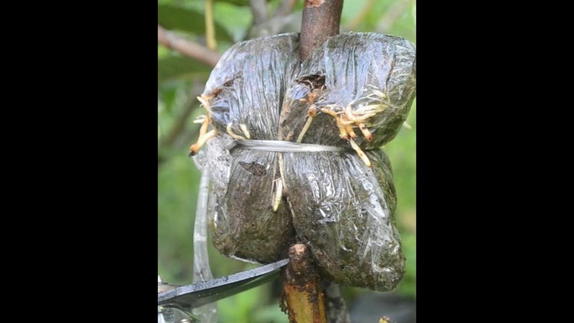 How to rooting a guava tree #short #gardening