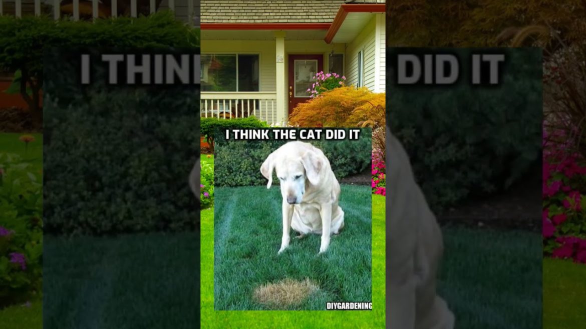 not all fertilizer is created equal #gardenshorts #humor #gardeningtips