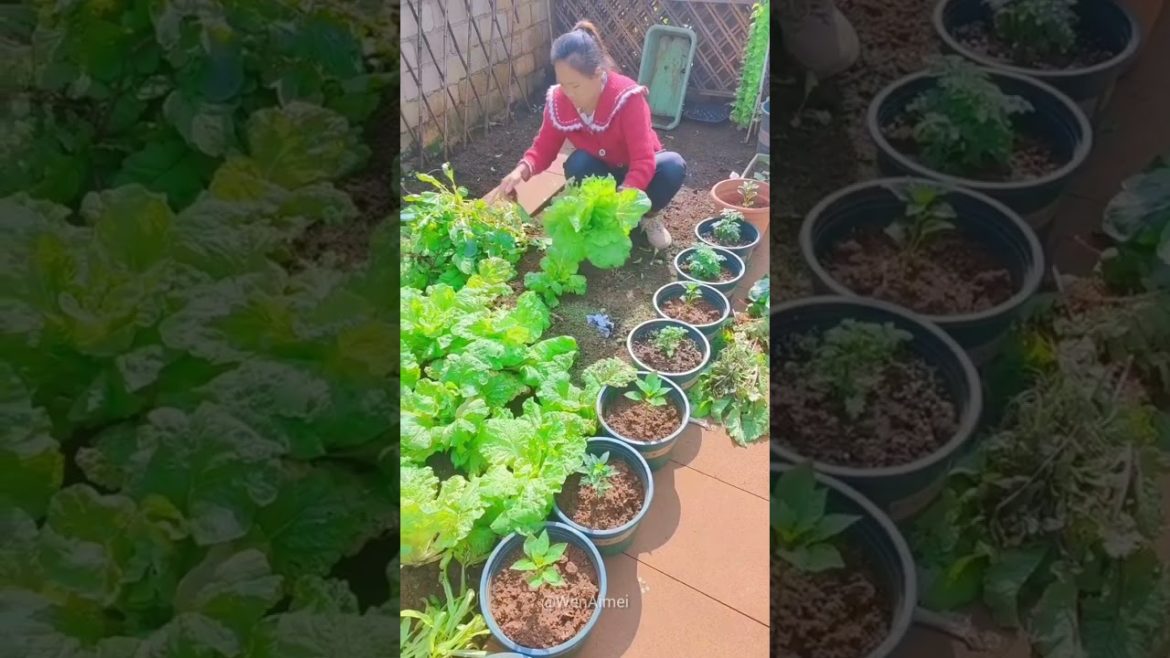 Beautiful Nature with Rural Life #shorts #naturalife #rurallife