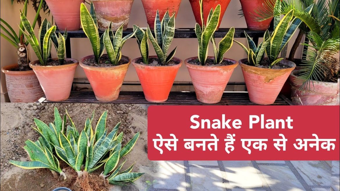 Snake plant - ऐसे बनते हैं एक से अनेक पौधे, Sansevierias care tips & propagation, Indoor plant care