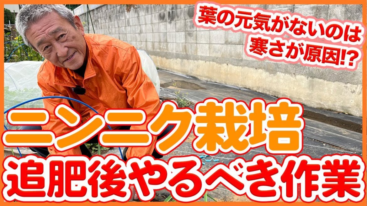 家庭菜園や農園のニンニク栽培で葉に元気が無いのは寒さが原因?追肥後やるべきニンニクの育て方を徹底解説!/Tips for working after adding garlic in December 家庭菜園や農園のニンニク栽培で葉に元気が無いのは寒さが原因?追肥後やるべきニンニクの育て方を徹底解説!/Tips for working after adding garlic in December