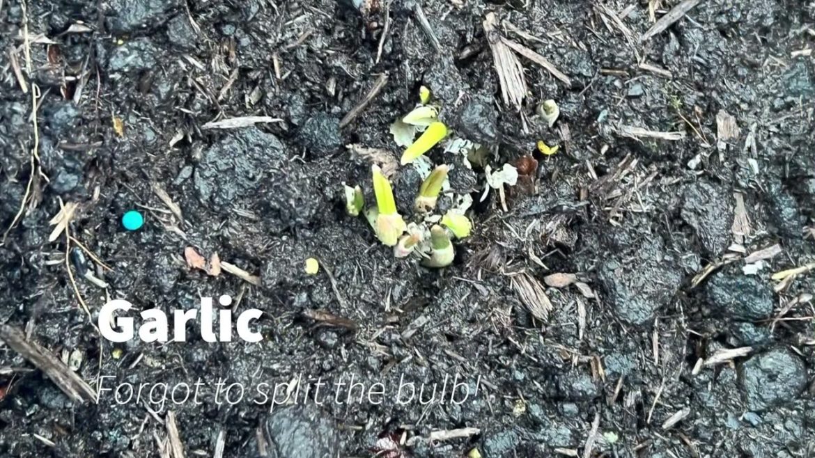 Garlic growing #grow #garlic #food #subscribe #gardening #containergardening #frozen #fun