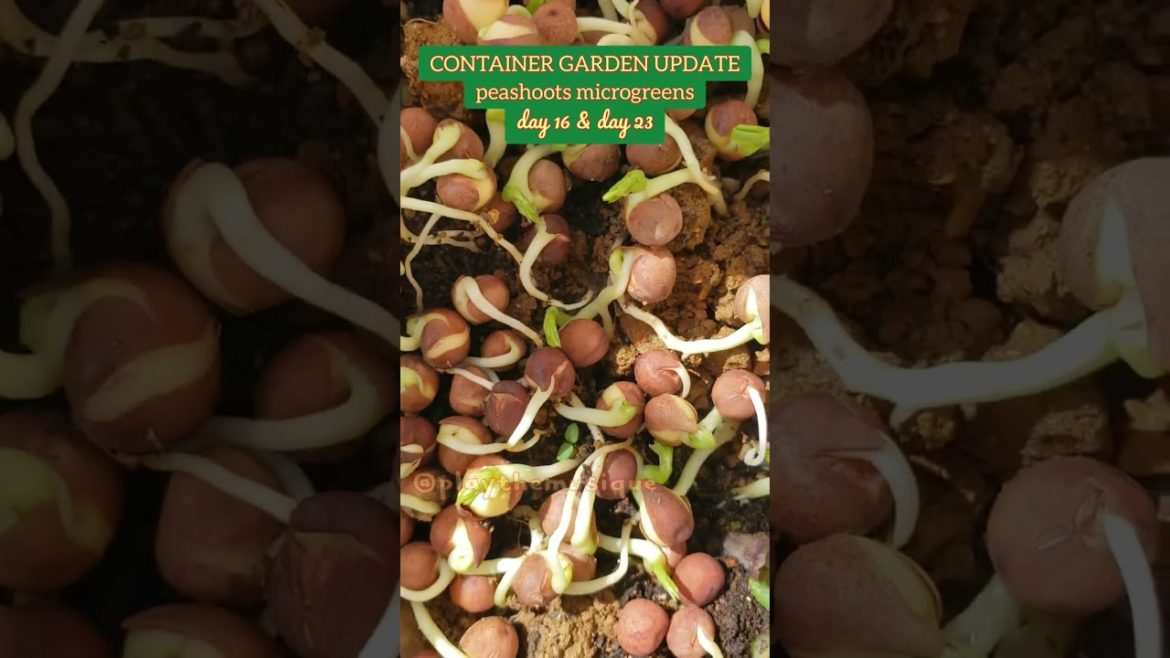 #ENJOYING THE SIMPLE THINGS: #75 - #peas #microgreens #containergardening #livity #jamaicavlog